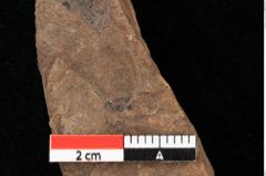 Foto (Detailansicht) von Widdringtonia ungeri Endl. (NHMW-GEO-2024-0188-0125)
